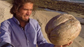 Thumbnail image for The biggest coconut in the world?