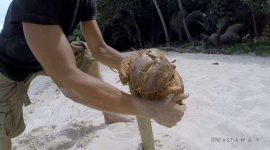 Thumbnail image for Easiest way to open coconuts on our desert islands