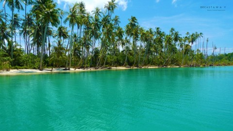 Palm Tree Beach Scene