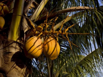 Yellow Coconuts