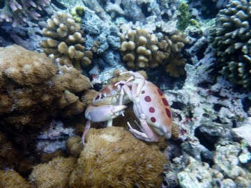 Surprising marine life at Robertson´s desert island