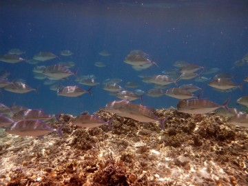 Sorprendente vida submarina en Siroktabe