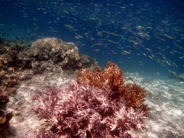 Sorprendente vida submarina en la isla desierta de Ian