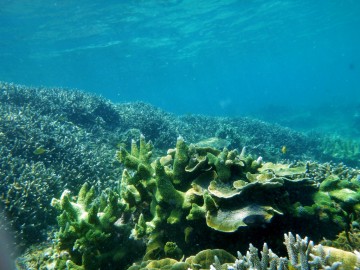 Surprising marine life at Ian´s desert island