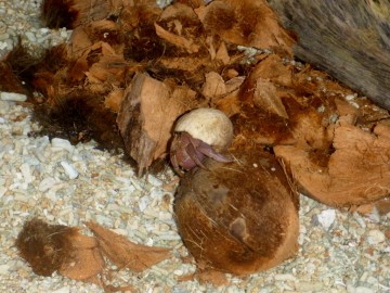 And like in every desert island, the beach gets full of little animals when food is around