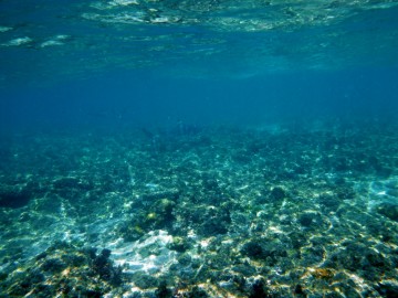 Ian spotted 2 blacktip reef sharks, both about 6 feet long