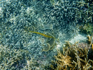 Surprising marine life at Ian´s desert island