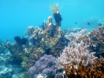 Surprising marine life at Siroktabe