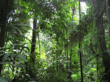 Selva virgen e impenetrable en la isla