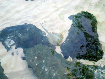 Ups! Sting Ray. Probably, the greatest animal threat on the desert island 