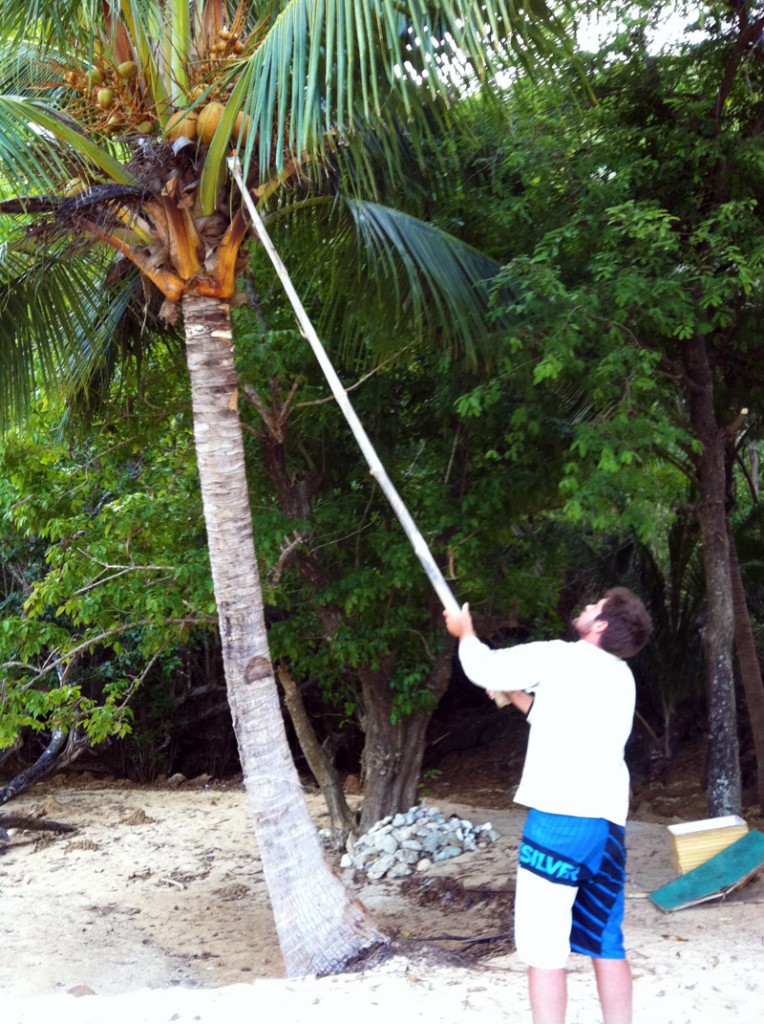 Terence collecting coconuts