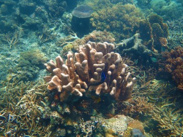 Beautiful coral reef in Siroktabe
