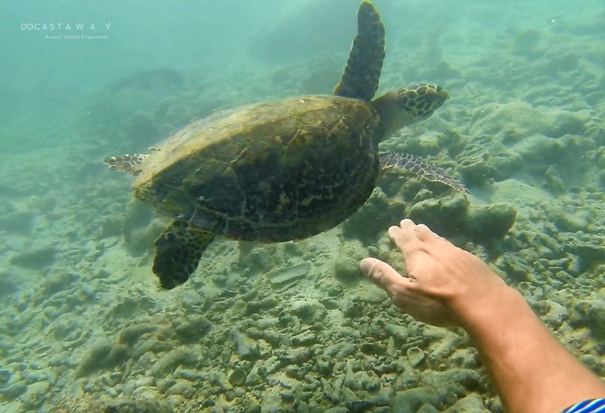 Tortuga Naufrago Mexicano