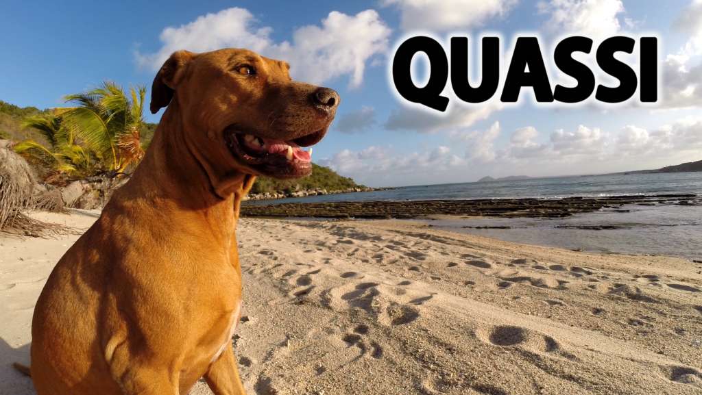 Quasimodo, the castaway dog in Australia