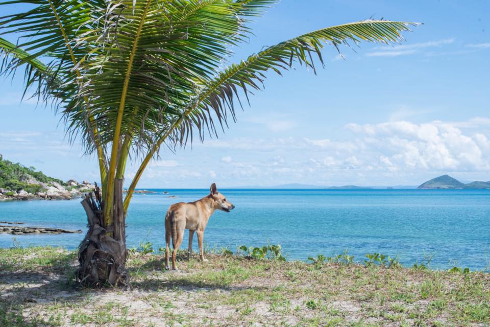 David Glasheen Robinson Castaway Australian Dog